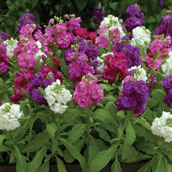 Левкой Хот Кейкс Формула Смесь - Matthiola incana Hot Cakes Formula Mixture - Фото №1