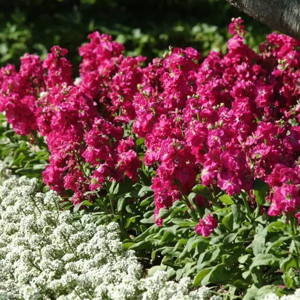 Левкой Хот Кейкс Ярко-розовая - Matthiola incana Hot Cakes Hot Rose - Фото №2