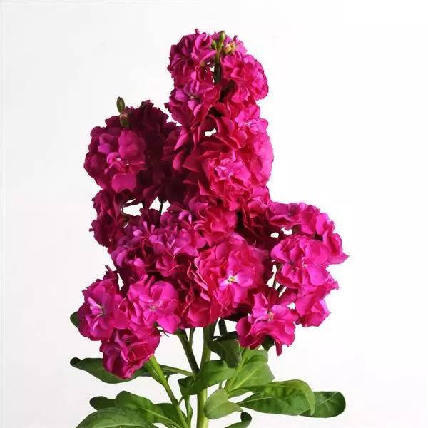 Левкой Хот Кейкс Ярко-розовая - Matthiola incana Hot Cakes Hot Rose - Фото №1
