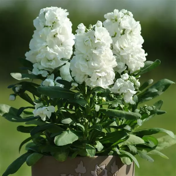 Левкой Хот Кейкс Белая - Matthiola incana Hot Cakes White - Фото №2