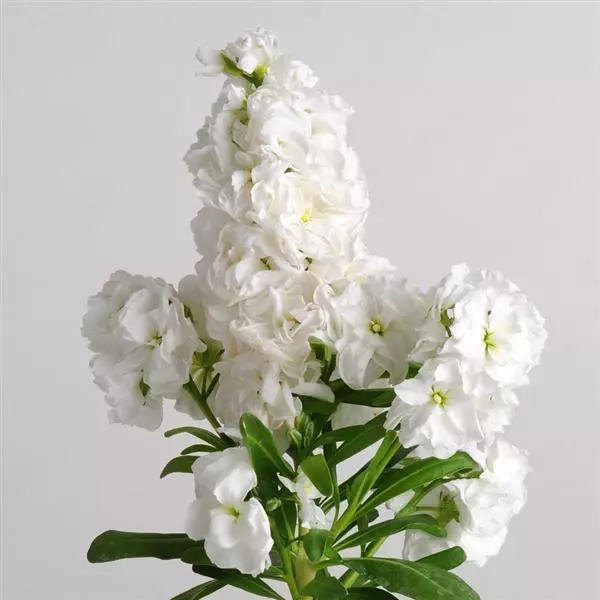 Левкой Хот Кейкс Белая - Matthiola incana Hot Cakes White - Фото №1