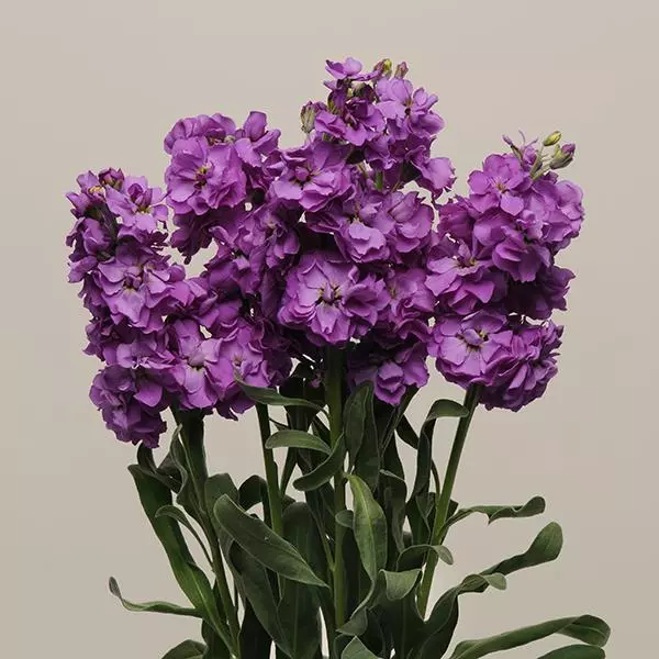 Левкой Katz Синий - Matthiola incana Katz Blue - Фото №2