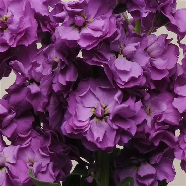 Левкой Katz Синий - Matthiola incana Katz Blue - Фото №1