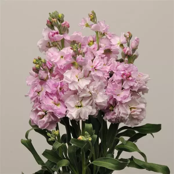 Левкой Katz Вишнёвый цвет - Matthiola incana Katz Cherry Blossom - Фото №2