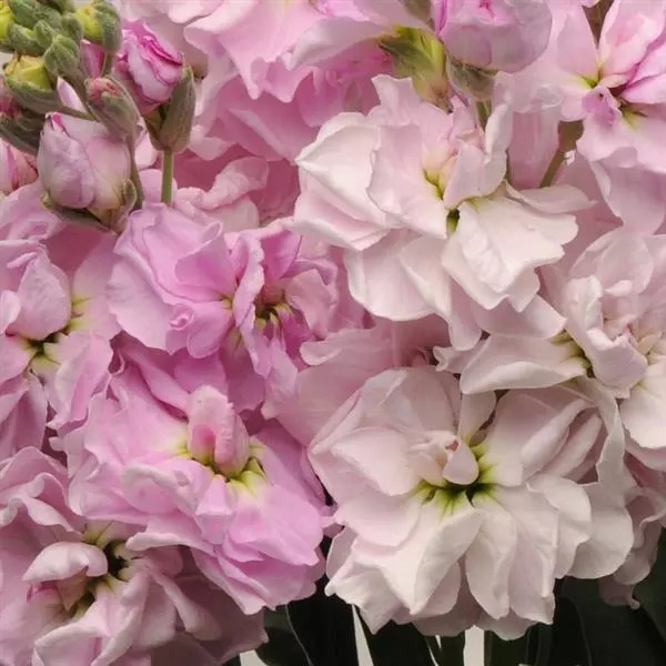 Левкой Katz Вишнёвый цвет - Matthiola incana Katz Cherry Blossom - Фото №1