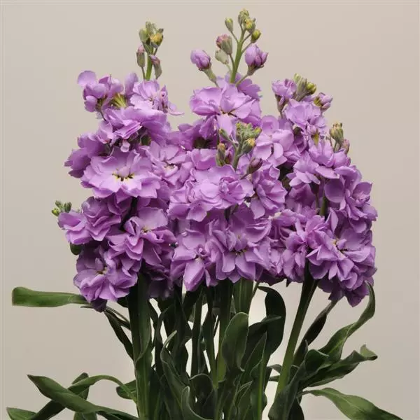 Левкой Katz Лавандово-синий - Matthiola incana Katz Lavender Blue - Фото №2