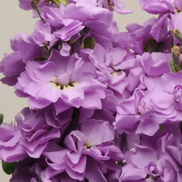 Левкой Katz Лавандово-синий - Matthiola incana Katz Lavender Blue - Фото №1