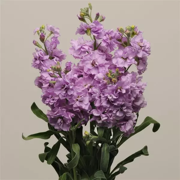 Левкой Katz Светло-лавандовый - Matthiola incana Katz Light Lavender - Фото №2