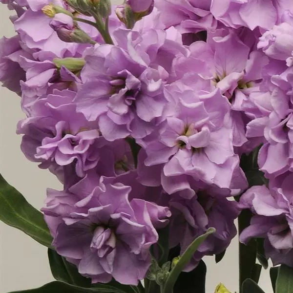 Левкой Katz Светло-лавандовый - Matthiola incana Katz Light Lavender - Фото №1