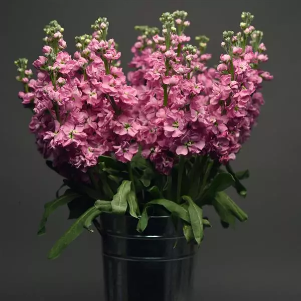 Левкой Katz Розовый - Matthiola incana Katz Pink - Фото №2