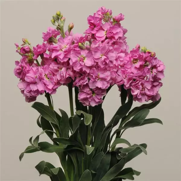 Левкой Katz Розовый - Matthiola incana Katz Pink - Фото №3
