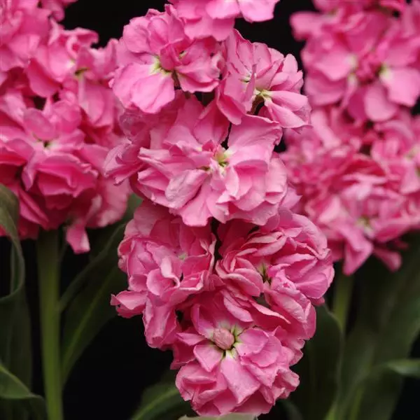 Левкой Katz Розовый - Matthiola incana Katz Pink - Фото №1