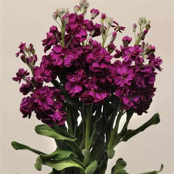 Левкой Katz Фиолетовый - Matthiola incana Katz Purple - Фото №2