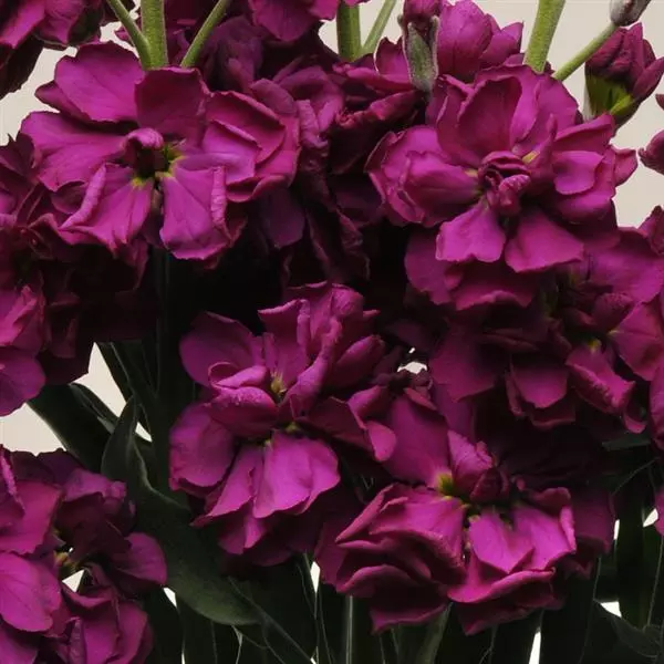 Левкой Katz Фиолетовый - Matthiola incana Katz Purple - Фото №1