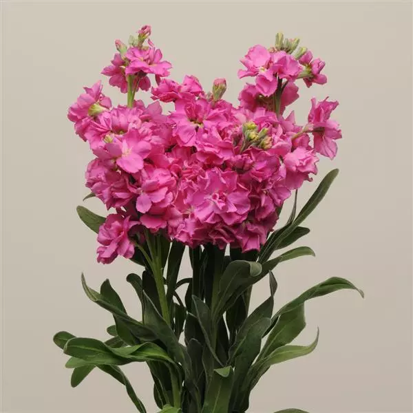 Левкой Katz Ярко-розовый - Matthiola incana Katz Rose Bright - Фото №2