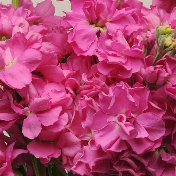 Левкой Katz Ярко-розовый - Matthiola incana Katz Rose Bright - Фото №1
