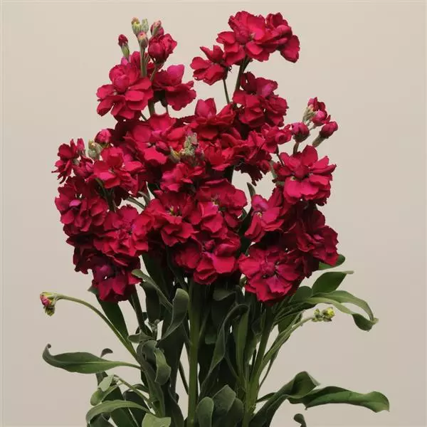 Левкой Katz Рубиновый - Matthiola incana Katz Ruby - Фото №2