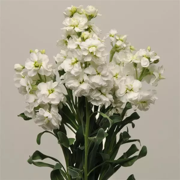 Левкой Katz Белый - Matthiola incana Katz White - Фото №2