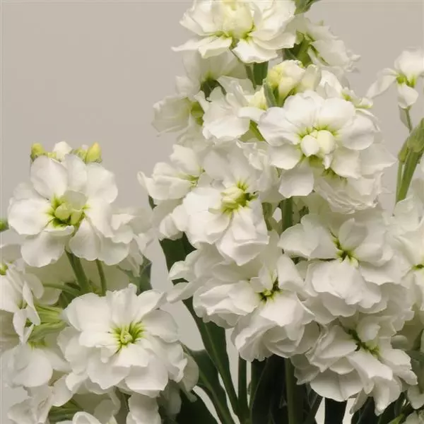 Левкой Katz Белый - Matthiola incana Katz White - Фото №1