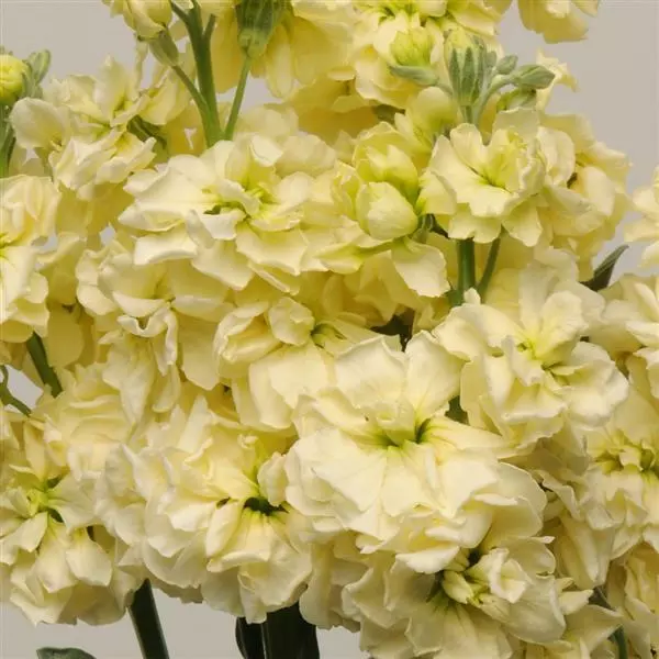 Левкой Katz Жёлтый - Matthiola incana Katz Yellow - Фото №1