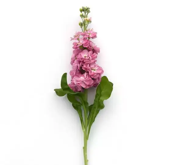 Маттиола Матильда Антик Роз - Matthiola incana Mathilda Antique Rose - Фото №2