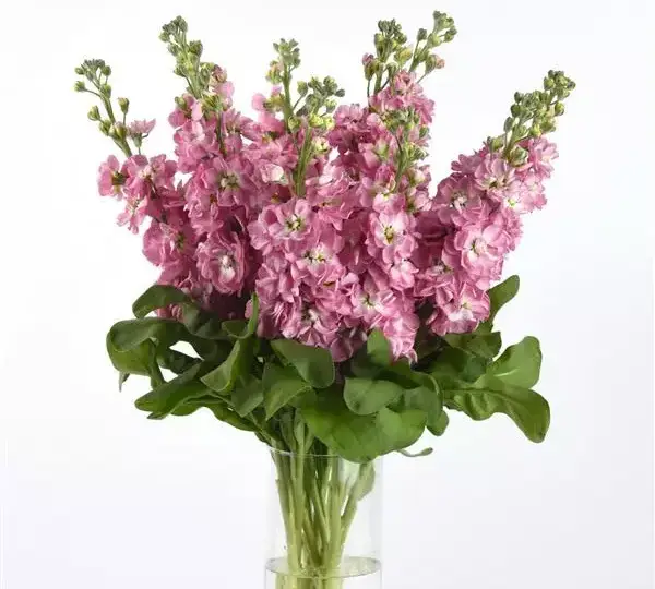 Маттиола Матильда Антик Роз - Matthiola incana Mathilda Antique Rose - Фото №3