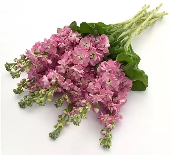 Маттиола Матильда Антик Роз - Matthiola incana Mathilda Antique Rose - Фото №4