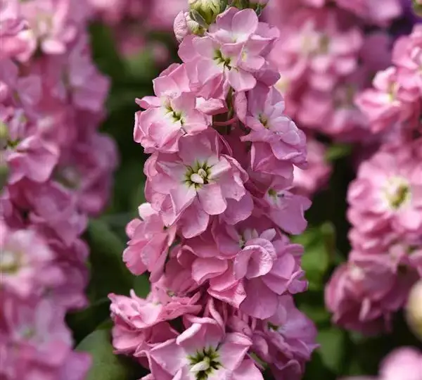 Маттиола Матильда Антик Роз - Matthiola incana Mathilda Antique Rose - Фото №1