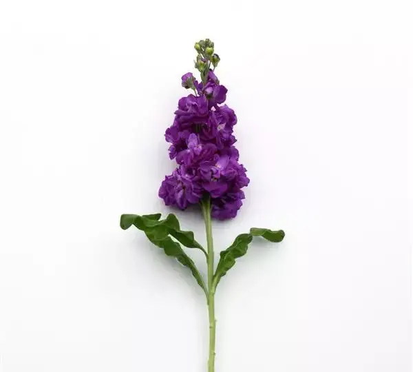 Маттиола Матильда Синяя - Matthiola incana Mathilda Blue - Фото №2