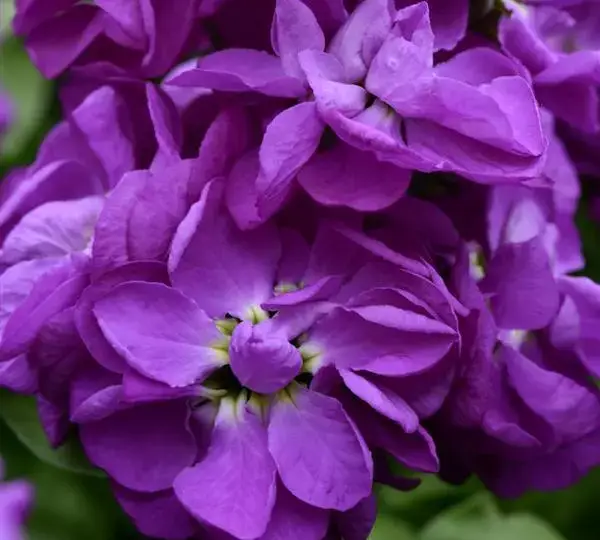Маттиола Матильда Синяя - Matthiola incana Mathilda Blue - Фото №1