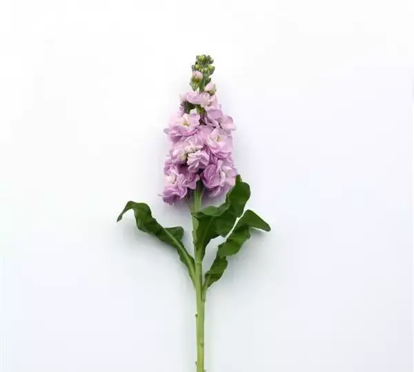 Маттиола Матильда Розовая - Matthiola incana Mathilda Pink - Фото №2
