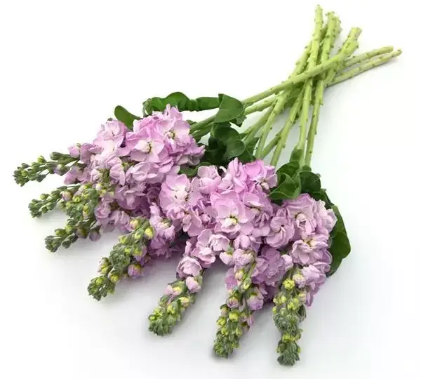 Маттиола Матильда Розовая - Matthiola incana Mathilda Pink - Фото №3