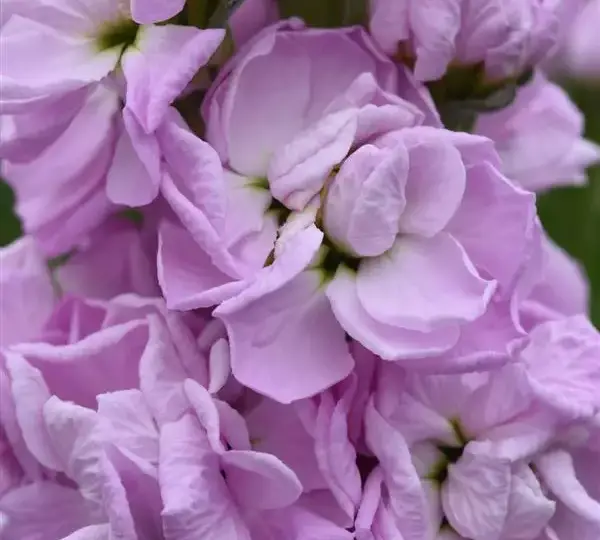 Маттиола Матильда Розовая - Matthiola incana Mathilda Pink - Фото №1