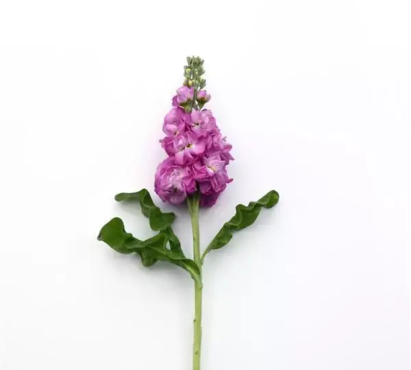 Маттиола Матильда Роза - Matthiola incana Mathilda Rose - Фото №2