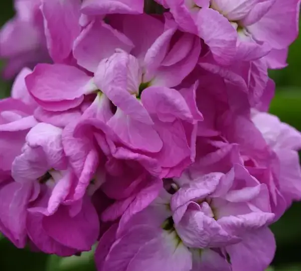 Маттиола Матильда Роза - Matthiola incana Mathilda Rose - Фото №1
