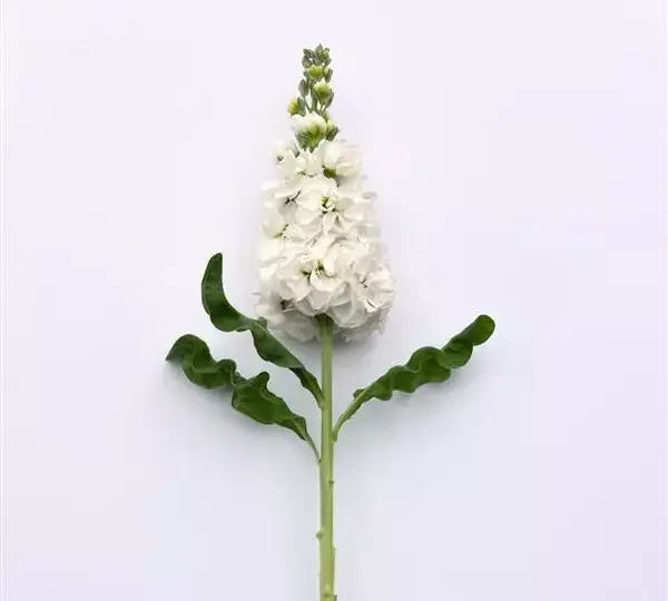 Маттиола Матильда Белая - Matthiola incana Mathilda White - Фото №2