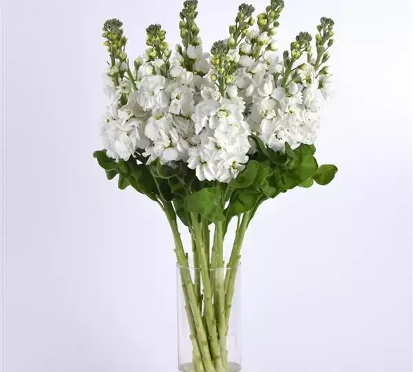 Маттиола Матильда Белая - Matthiola incana Mathilda White - Фото №3