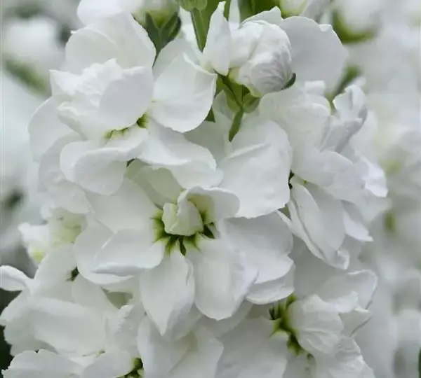 Маттиола Матильда Белая - Matthiola incana Mathilda White - Фото №1