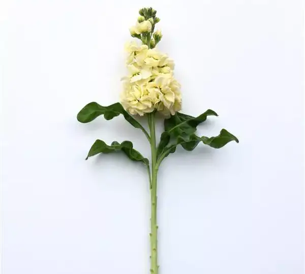 Маттиола Матильда Жёлтая - Matthiola incana Mathilda Yellow - Фото №2