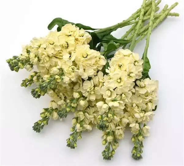 Маттиола Матильда Жёлтая - Matthiola incana Mathilda Yellow - Фото №3