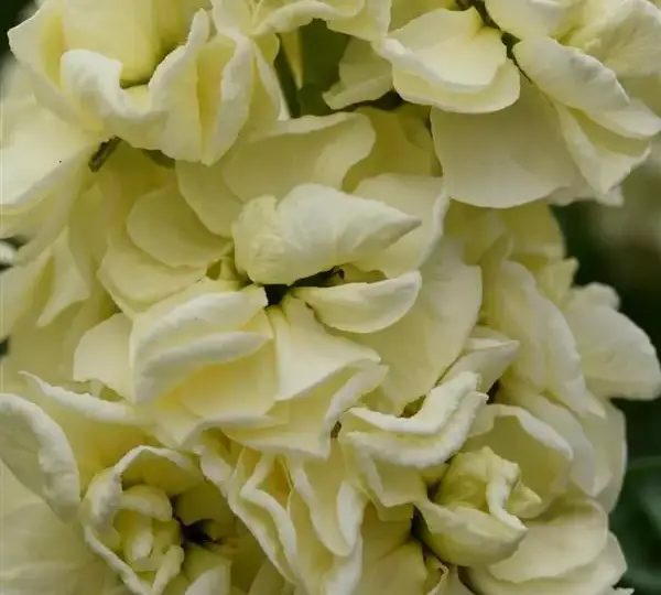 Маттиола Матильда Жёлтая - Matthiola incana Mathilda Yellow - Фото №1