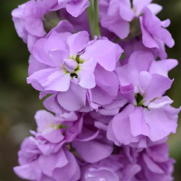 Левкой Column Lilac Lavender - Matthiola incana - Фото №1