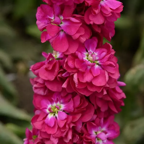 Левкой Column Миракл малиновый - Miracle Crimson, Matthiola incana - Фото №1