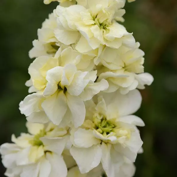 Левкой Column Миракл жёлтый - Miracle Yellow, Matthiola incana - Фото №1