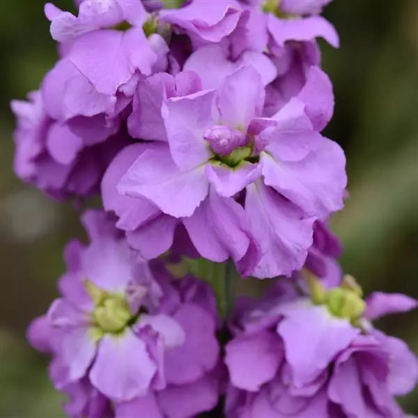 Левкой Column Пасифик синий - Pacific Blue, Matthiola incana - Фото №1