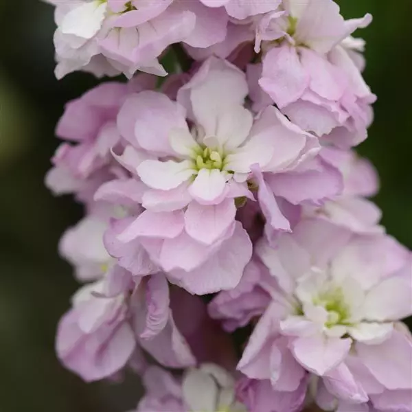 Левкой Розовый сладкоежка - Pink Sweetheart, Matthiola incana - Фото №1