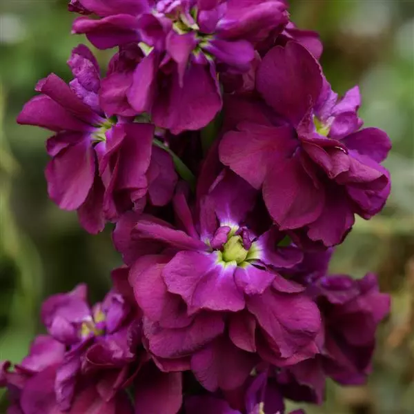 Левкой Column Пурпурное сердце - Purple Heart, Matthiola incana - Фото №1