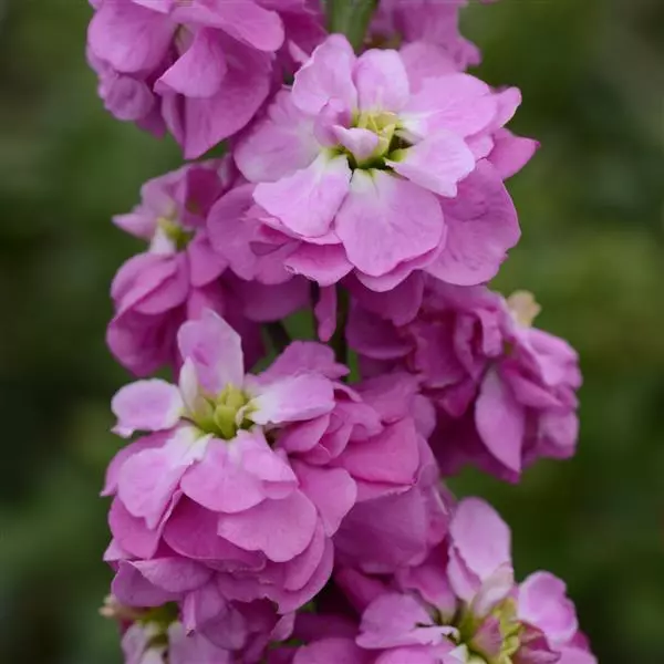 Левкой Column Розовая роза - Rose Pink, Matthiola incana - Фото №1