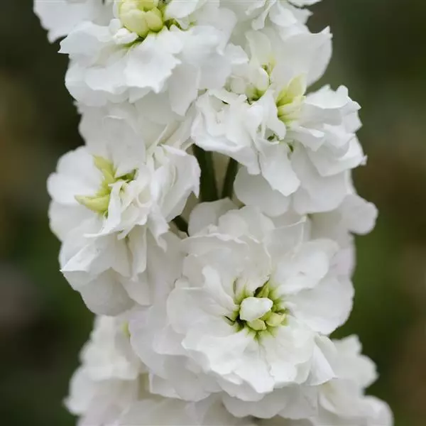 Левкой Column Белая богиня - White Goddess, Matthiola incana - Фото №1