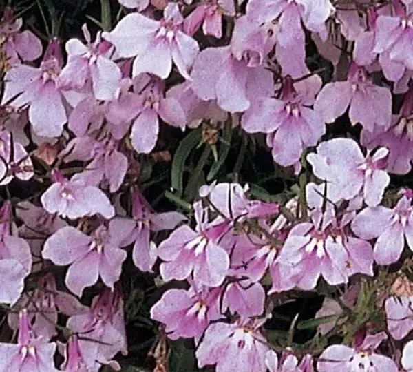 Лобелия Регатта Сиреневая - Lobelia erinus Regatta Lilac - Фото №1